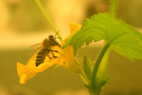 Little bee in the cucumber flower