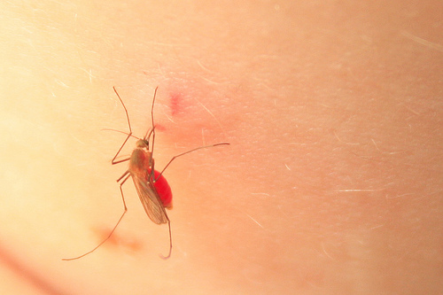 This mosquito agrees that I should probably not do intravenous drugs.