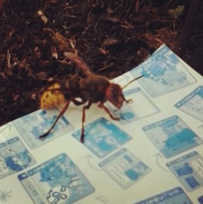 Hornet friend (who didn't want to let go of the cardboard) :3