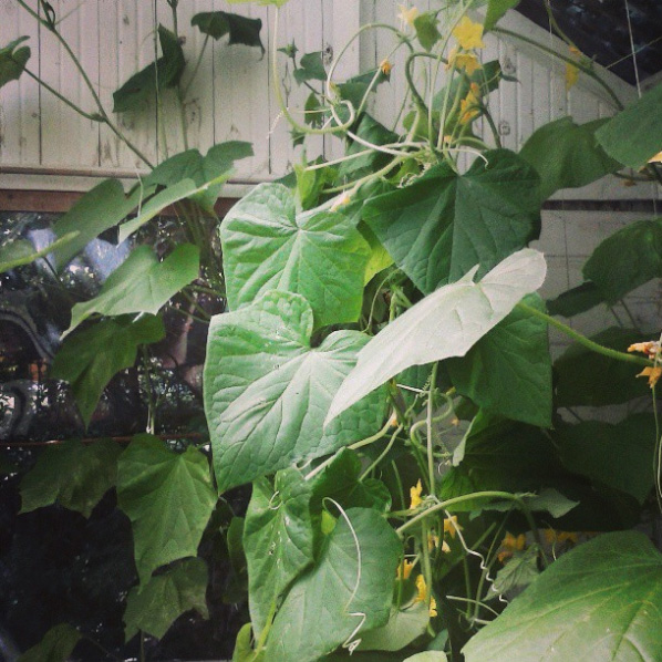 Cucumber jungle