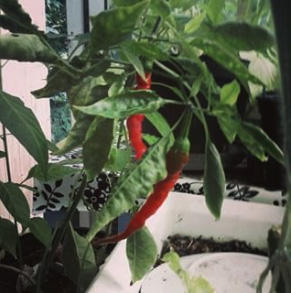 Whee, two almost ripe cayenne peppers!