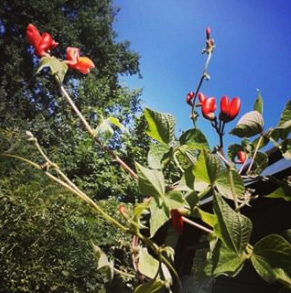 Beans blossoming outside :3