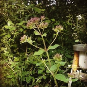 The oregano (also 3 years old) has huge flowers this year.