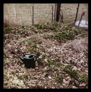 New potato patch, reclaimed from the nettles after I concluded that I can't eat all the nettles that grew there fast enough ...