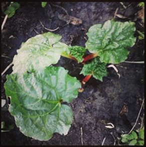 Finally got a rhubarb plant. I hope it likes this spot. :3