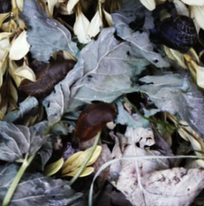 Wtf, the slugs and snails are much more interested in nibbling the decomposing goutweed and nettle cuttings than the fresh potato plants right next to them?! This seems too good to be true ...!