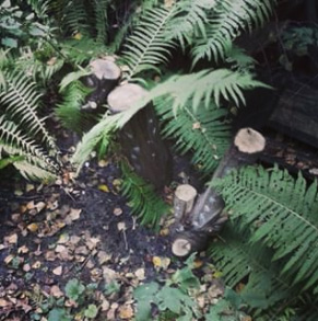 Maybe future mushroom colony ... though not created under the most ideal conditions: the wood was very fresh and not the best type. But we'll see ... :3