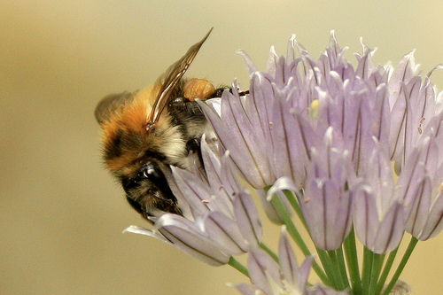 Bumblebee from the front