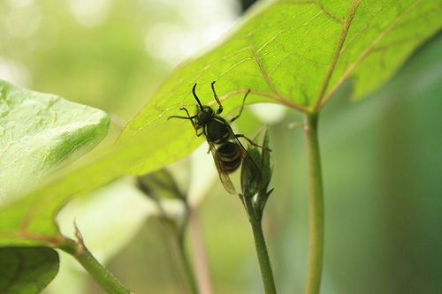 Wasp friend